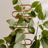 Garden Plant Climbing Support Rack Pot Holder Metal Iron Fixed Pole - Nioor