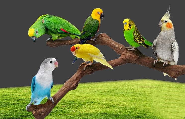 Add a stand pole to the cage for parrot birds - Nioor