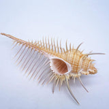 Ancient Conch Comb Conch Shell Aquarium Fish Decoration Specimen Conch - Nioor