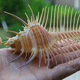 Ancient Conch Comb Conch Shell Aquarium Fish Decoration Specimen Conch - Nioor