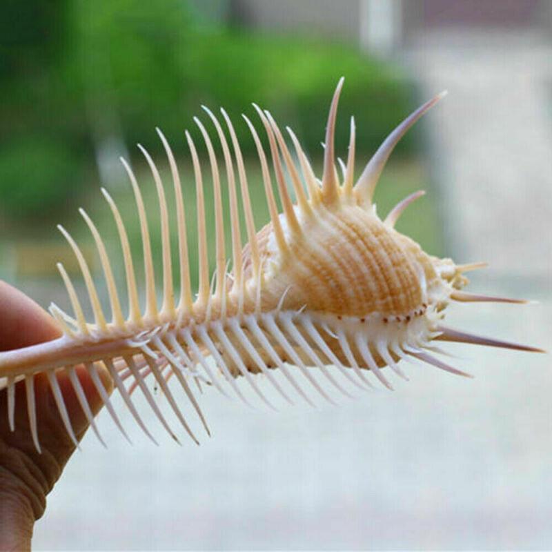 Ancient Conch Comb Conch Shell Aquarium Fish Decoration Specimen Conch - Nioor