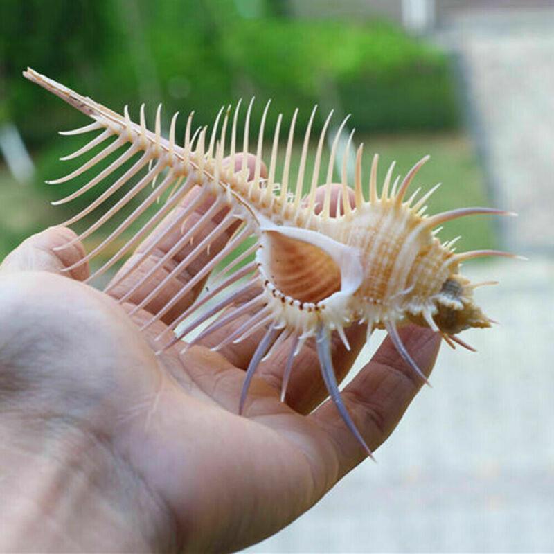 Ancient Conch Comb Conch Shell Aquarium Fish Decoration Specimen Conch - Nioor