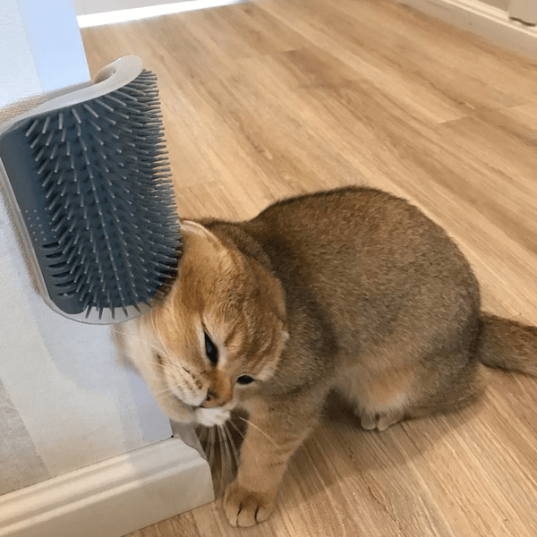 Cat Self-Grooming Brush Pet Wall Rubbing Device - Nioor