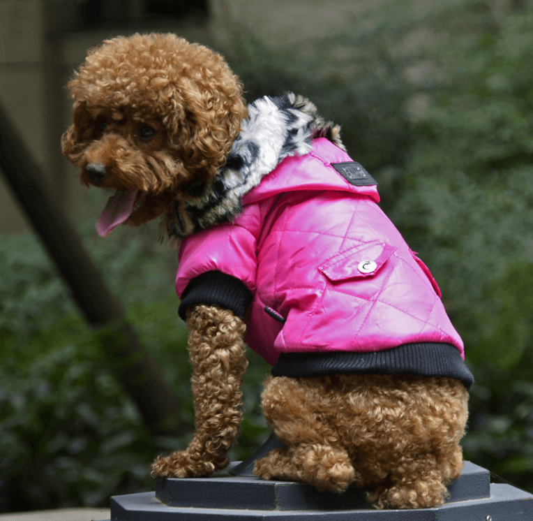 Cross-border pet supplies pet clothes dog clothes autumn and winter fur collar coat pet dog clothing - Nioor