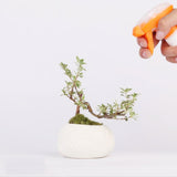 Magnetic Levitation Potted Plants - Nioor