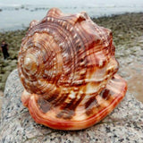 Natural Super Large Wanbao Snail French Snail Large Conch Landscaping - Nioor