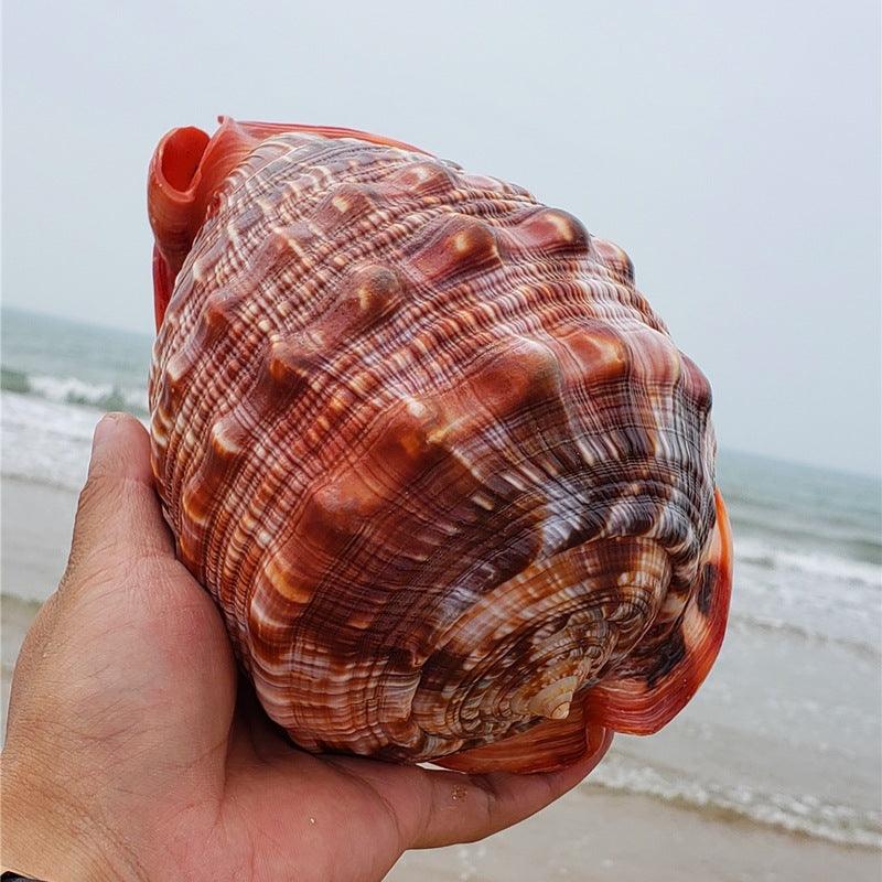 Natural Super Large Wanbao Snail French Snail Large Conch Landscaping - Nioor