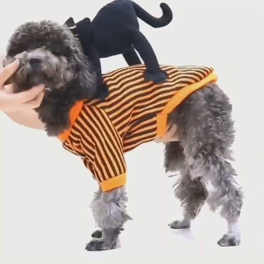 clothes for pets